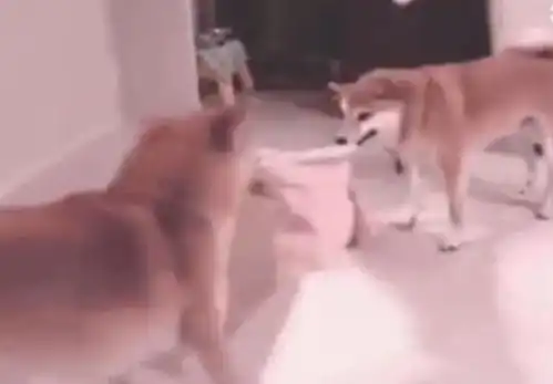 两只柴犬激烈争夺一条床单,新一代的表情包出炉