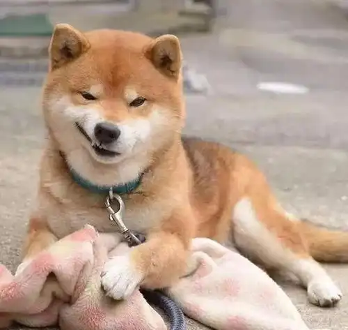 霸道总裁网红柴犬10岁了,以歪嘴笑走红网络,狗狗堪称移动表情包