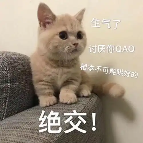 猫猫表情包看起来大脑一片空白,实际上大脑真的一片空白
