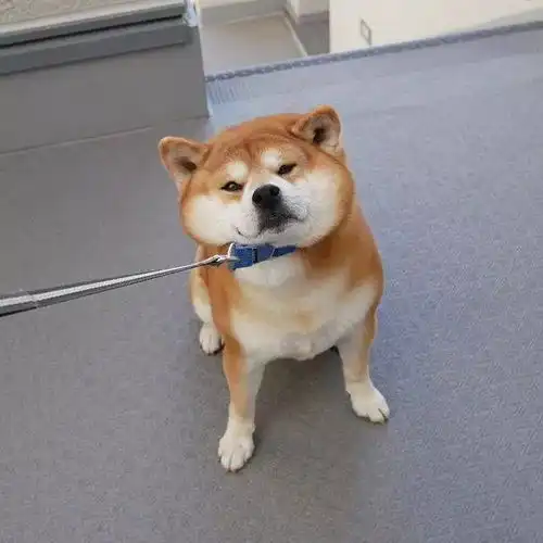 日本一柴犬因笑容治愈走红网络,网友争用它的照片做头像