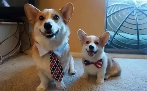 柯基犬把你当妈妈,会有这7点表现