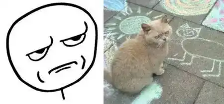 猫奴专属表情包别人想学也学不来