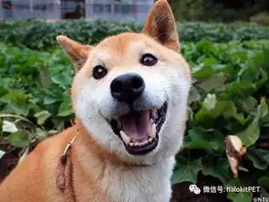 还记得这张表情包吗这只微笑的柴犬走了