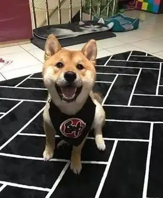 贪吃柴犬双手靠椅子低头装郁闷,主人笑这表情给一百分