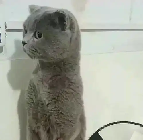 小蓝猫打针后,眼神表情里全是戏,主人哭笑不得不是我扎的你