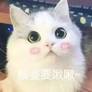 表情包小萌猫