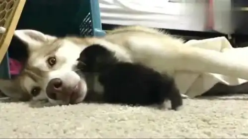 女主捡回一只流浪小猫,哈士奇的反应让人感动不已