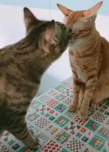 家里多了两只猫,家猫看到后脸上的表情令人笑喷,喵你们是谁