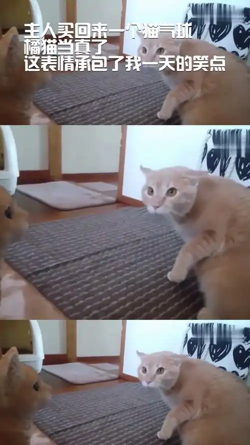 主人买回来一个猫气球,橘猫当真了,这表情承包了我一天的笑点