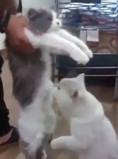 母猫被带去绝育,回来公猫发现不对劲后,整只猫表情都变了