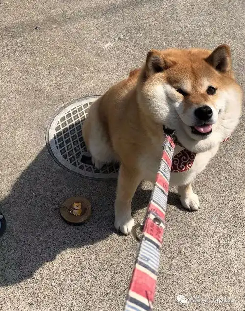 我不想我不想我不想回家这贪玩的柴犬,简直是一行走的表情包