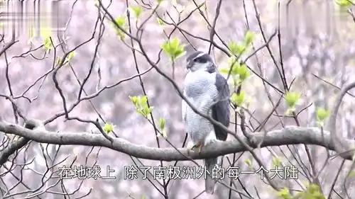 在两只老鹰的穷追猛打之下,野狼毫无招架之力,一个劲的薅狼毛