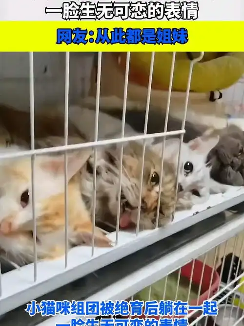 小猫组团被绝育躺在一起,一脸生无可恋的表情,网友从此都是姐妹