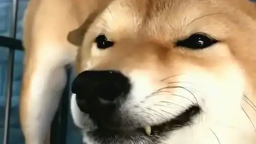 主人抚摸柴犬脑袋,狗狗忍不住露出笑容,看上去很舒服的样子