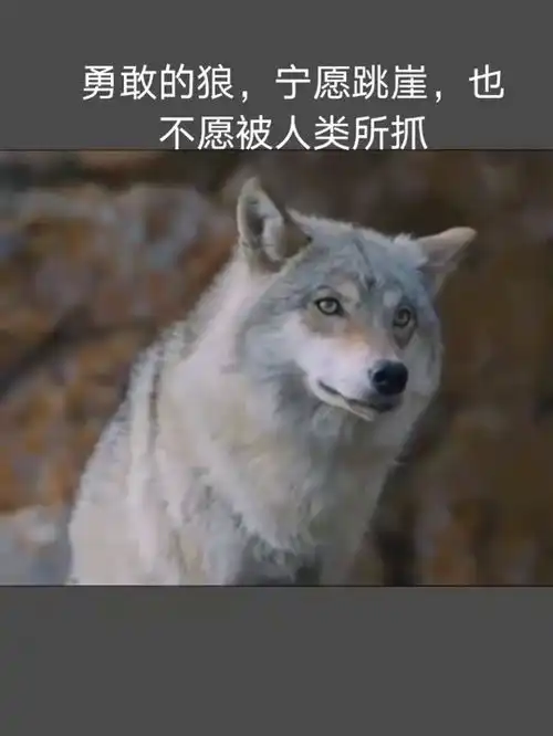 这才是真正的狼性