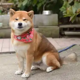 竟然被一只狗嘲讽了表情包