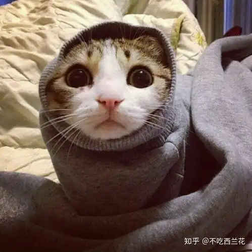 说一说猫猫打疫苗的事干货篇
