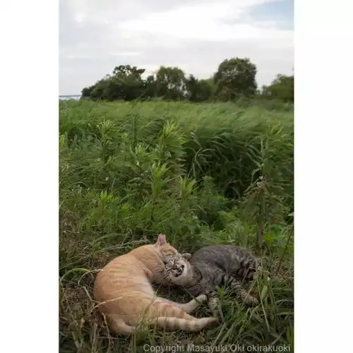 猫事打滚撒娇伸懒腰,这个摄影师拍街猫每张都能做成表情包