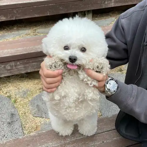 一只可爱到极致的泰迪,可以做出多种表情