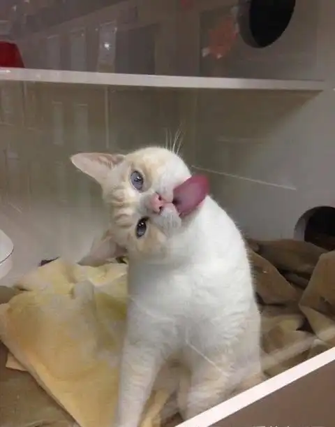 这可是我的地盘,让喵星人守护零食还是很靠谱滴