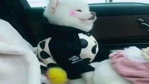 闹闹坐车出去玩,看闹闹的小表情真是太可爱了