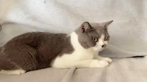 猫咪绝育前后性格变化太大,每次都用阴森森的表情看得我心里发毛