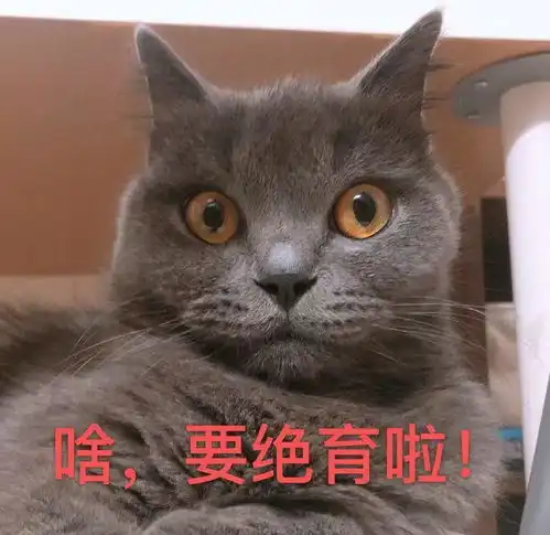 猫咪听见要绝育,瞬间吓成了表情包了