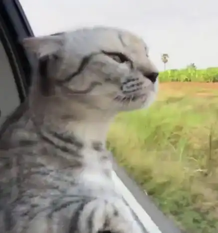 主人带猫咪坐车,猫咪一点都不害怕,它的表情把人萌翻
