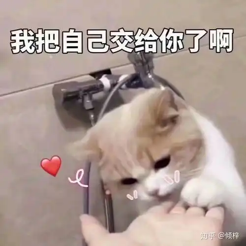 求下面这个猫猫的表情包应该有很多