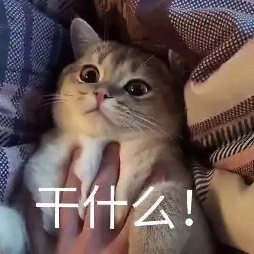 萌宠表情包你在干什么