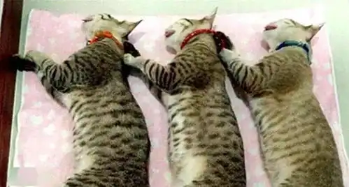 猫咪三兄弟被带去做绝育,手术过后的模样,让在场人都笑喷了