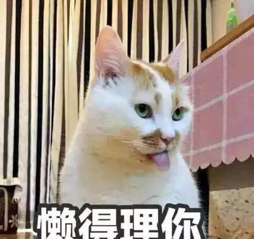 爱猫养猫的你,有没有被人这样说过真的太讨厌了