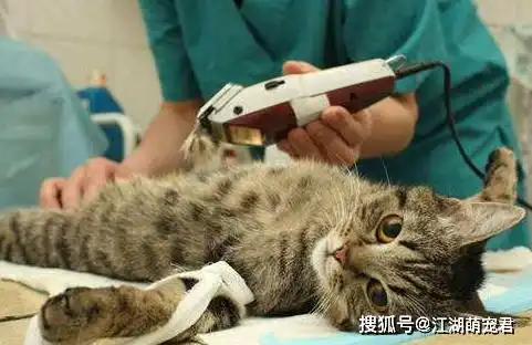 送猫咪去做绝育手术,手术成功完成后铲屎官送了锦旗,医生笑喷了