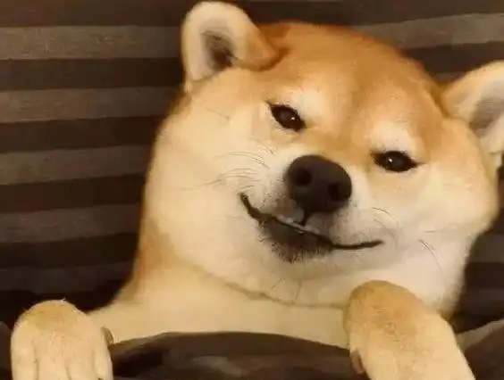 家里有狗狗的都喜欢带狗狗出去散步,这几种狗狗千万不要带出去