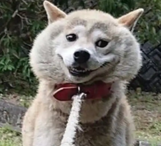 带柴犬出门散步,原地耍赖不肯回家,挣扎表情让人瞬间笑喷