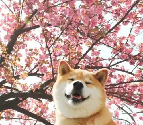 一只连喝水都在笑的柴犬,拥有260万粉丝,用笑容治愈了无数人