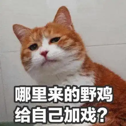 天气预报惊现一只小萌兽主持人吸猫赶紧滴