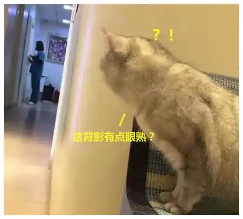 猫咪做完绝育手术去复查,躲在角落偷看主刀医生,表情往事不堪回首