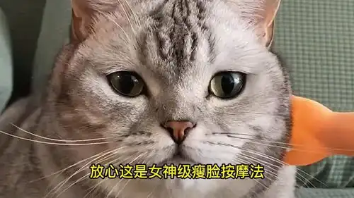 便秘猫的日常生活,这小手套比开塞露还管用干饭人请看到最后