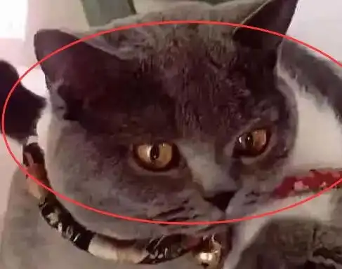 做完绝育却遇见昔日情人,蓝猫表情太传神我们还是做姐妹吧