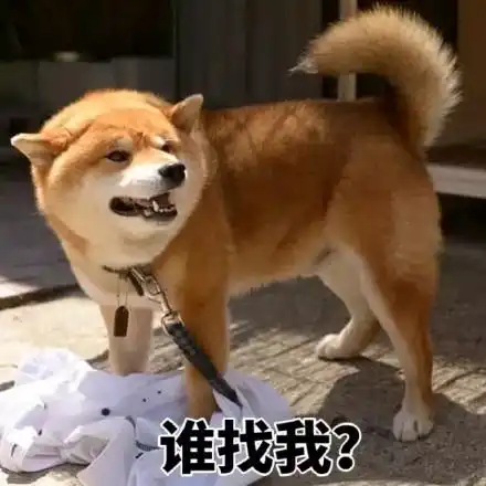 最神经质的狗狗,不仅只有二哈,别太天真了