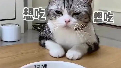 怪不得小哥哥喜欢养猫,原来猫咪萌起来比女朋友还让人心动