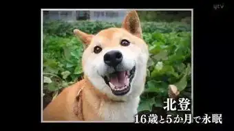 表情包柴犬北登去世,十六岁的它在天堂也会继续拥有超灿烂的笑容吧