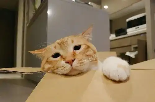 日本网友家的猫咪长了一张厌世颜,又丧又萌的表情,走红网络