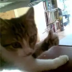 猫竖大拇指表情包图片2018无水印我们一起学猫叫一起喵喵喵