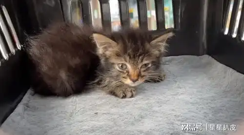 失去至亲的小奶猫,幸运遇上一群好心人,被领养后猫咪成干饭达人