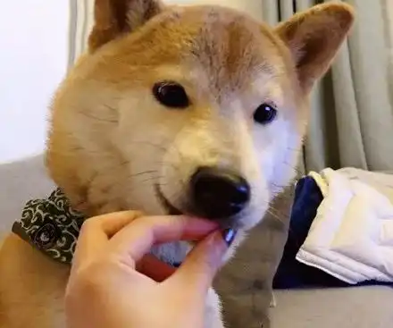 捏了一把空气喂给柴犬,它竟然吃得有滋有味,戏很足