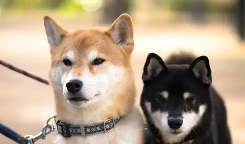 柴犬的笑容太治愈了,心都被萌化了,最后一张假笑脸画风突变