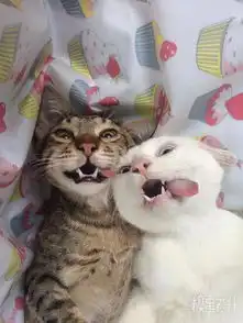 相爱的人在一起,就是逗逼表情