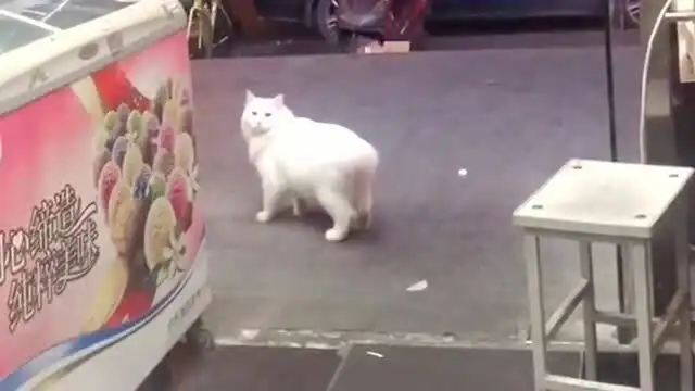猫咪擅离职守想出去玩,主人把它喊回来了,可它的表情明显是不情愿